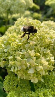 Естественная красота 