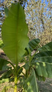 Садовые растения