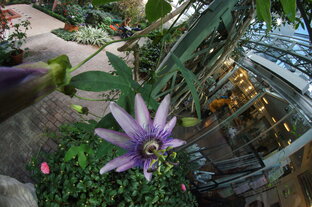 Ботанический сад  в Стокгольме