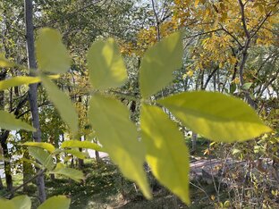 Эрарта