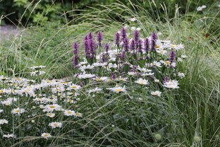 Многолетники в саду