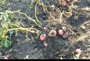 САД и ОГОРОД. 