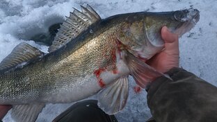 Рыбалка на Хищника в зимний период