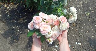 🏡🌹Розы с БУКЕТНЫМ ЦВЕТЕНИЕМ 🌹🏡