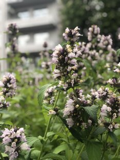 Нижний Новгород