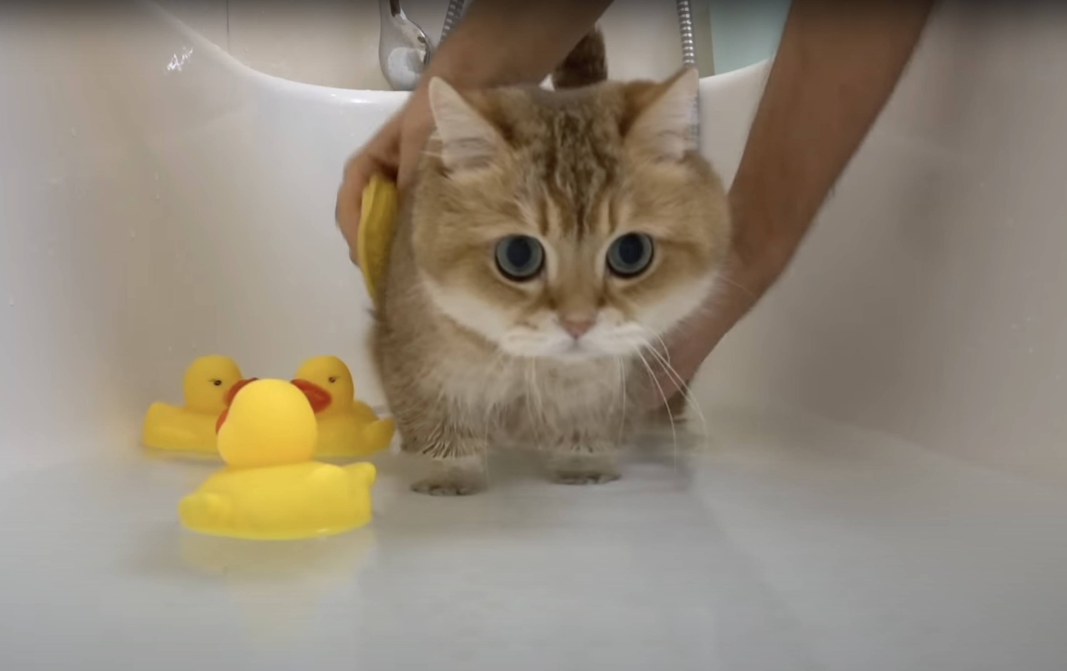 хосико кот дзен. хосико кот дзен. хосико кот дзен. хосико манчкин. хосико кот.