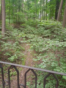 Царицынский парк🌿