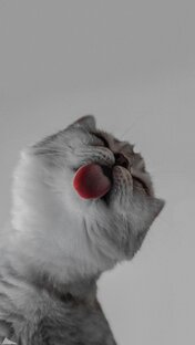 Счастливая кошка