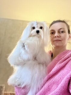 Мальтийская болонка и щенки