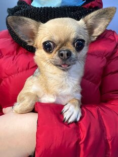 Обзоры зоотоваров