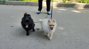 Наши шпицы Йоко и Рублик 