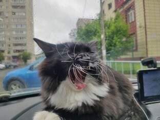 Киса в автомобиле