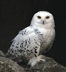 🦉Совы🦉