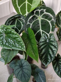 Алоказии, Антуриумы