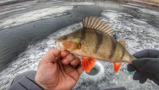 Короткометражки