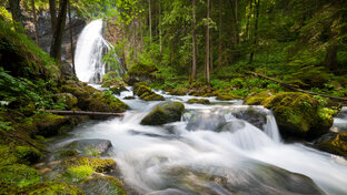 ЗВУКИ ПРИРОДЫ | SOUNDS OF NATURE