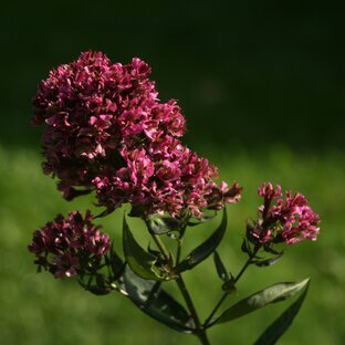 Имя сорта: курьезы и недоразумения