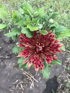 Садовые цветы