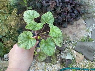 Heuchera