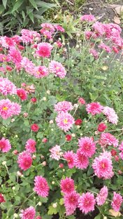 Во саду и в огороде 