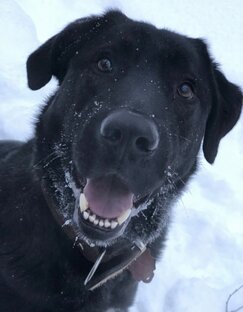 🐕‍🦺Четыре лапы и хвост🐈