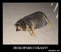 Кормёжка