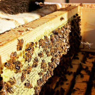 Пасека на севере