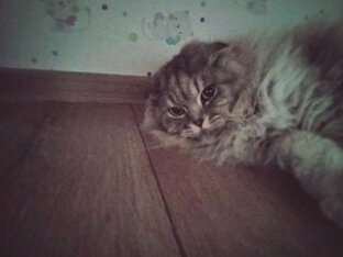 Животный мир