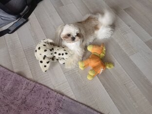 Любимцы, питомцы, члены семьи