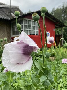 Домик в лесу