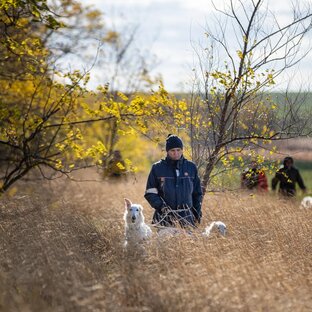 Борзые и осень