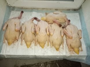 Утки мускусные