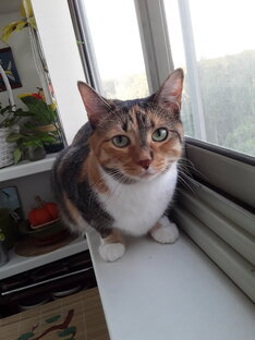 Жизнь с кошкой Соней