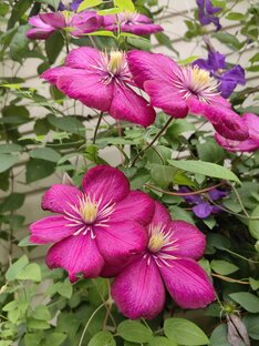 ВООДУШЕВЛЯЮЩАЯ КРАСОТА В САДАХ МОИХ ДРУЗЕЙ