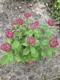 Древовидные гортензии