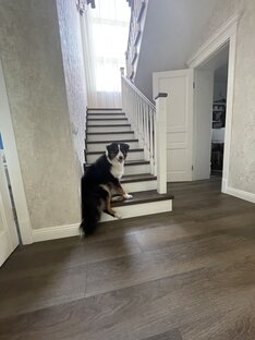 Язычки по вторникам👅🐾