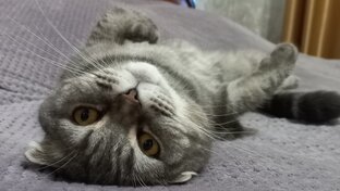 Кошечка Плюшечка