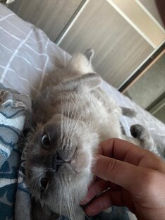 Эти забавные животные 