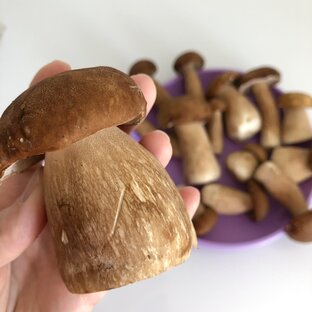 Грибы | Заготовка грибов на зиму 