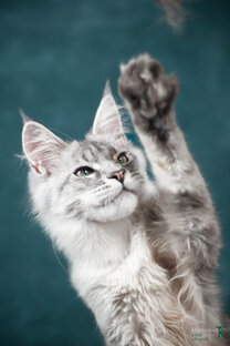 Здоровье кошек