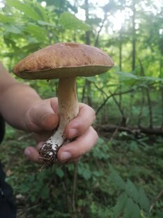 Грибочки