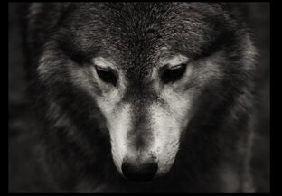 Предательство и патриотизм. 