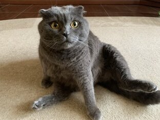 Мистер Мяу