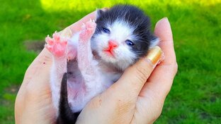 Милые Котята😻