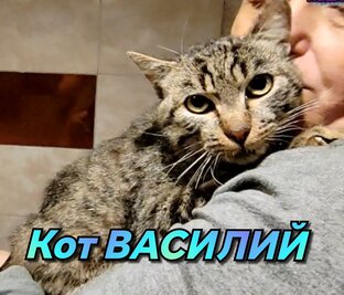 Кот ВАСИЛИЙ. Вышел за помощью к людям...