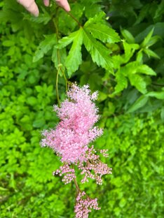 Дачный мир 2023