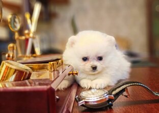 Белый померанский шпиц