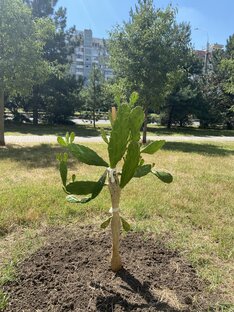 Великий и Ужасный