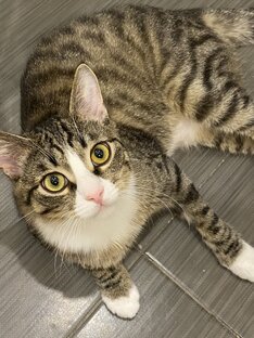 Барсик борец 💪