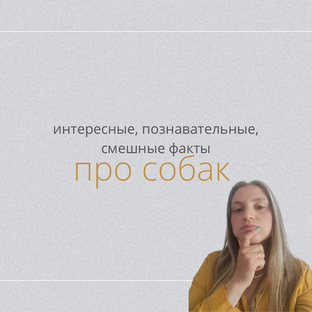 про собак (факты)